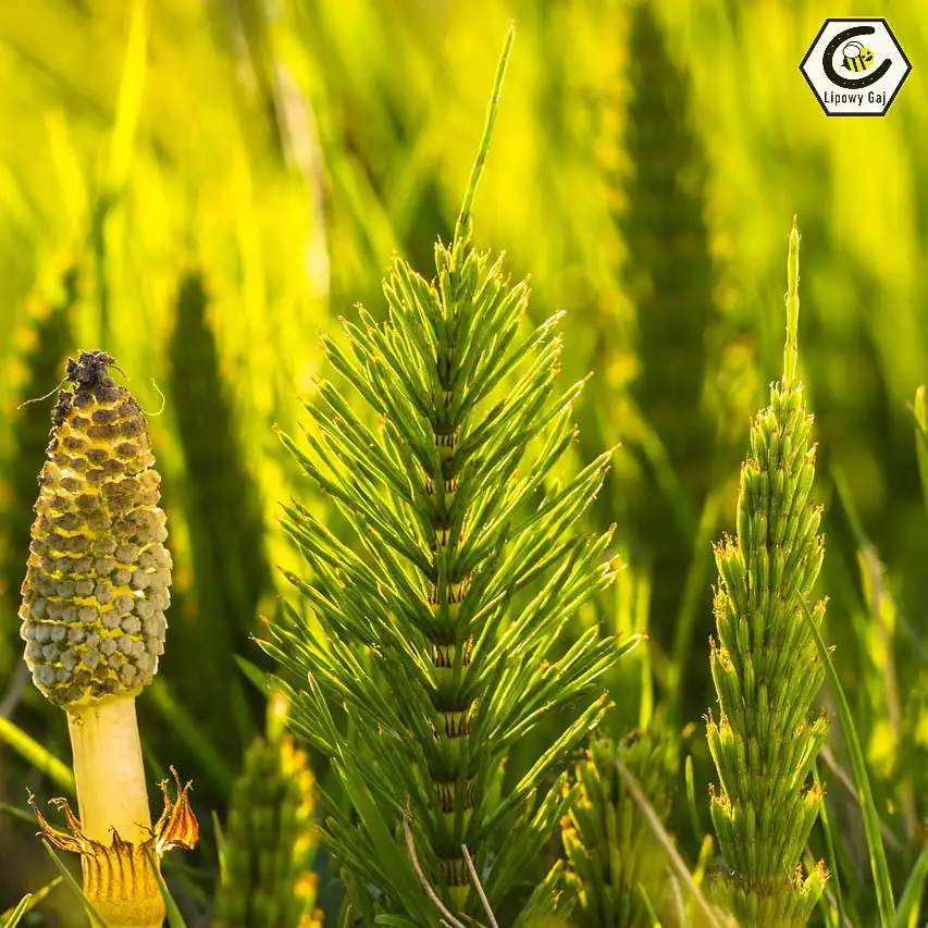 skrzyp zioła dla konia