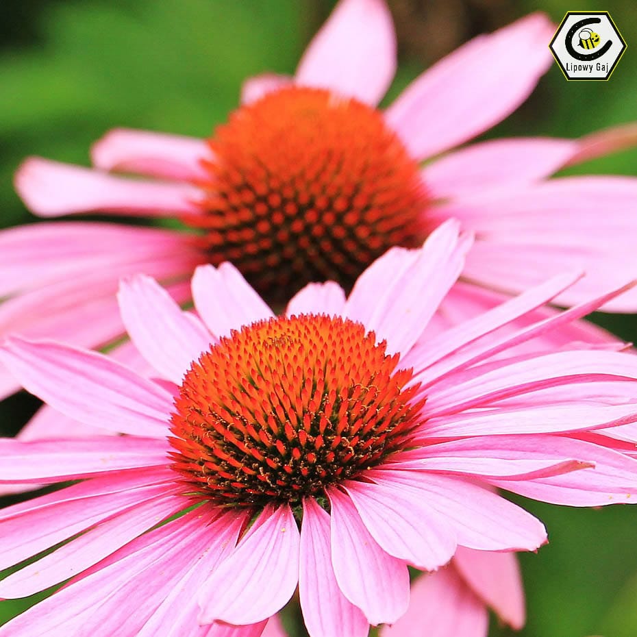 Kwiat echinacea, jeżówka dla koni, zioła dla koni